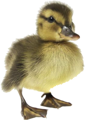 Baby Duck Transparent Png - Baby Ducks (320x480), Png Download