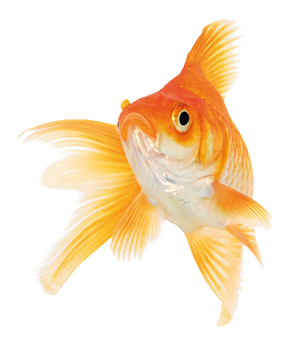 White (416x520), Png Download