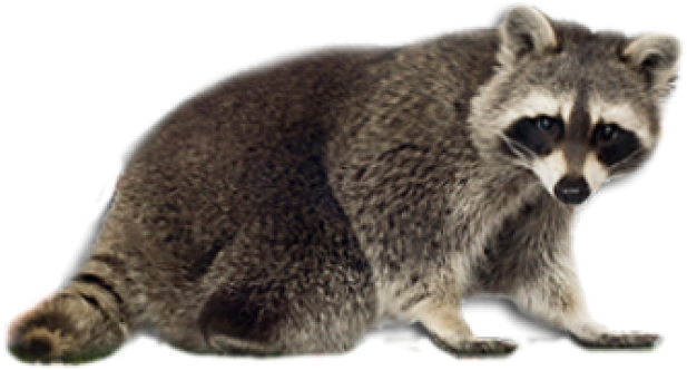 Amazing Animals: Raccoons [book] (640x480), Png Download