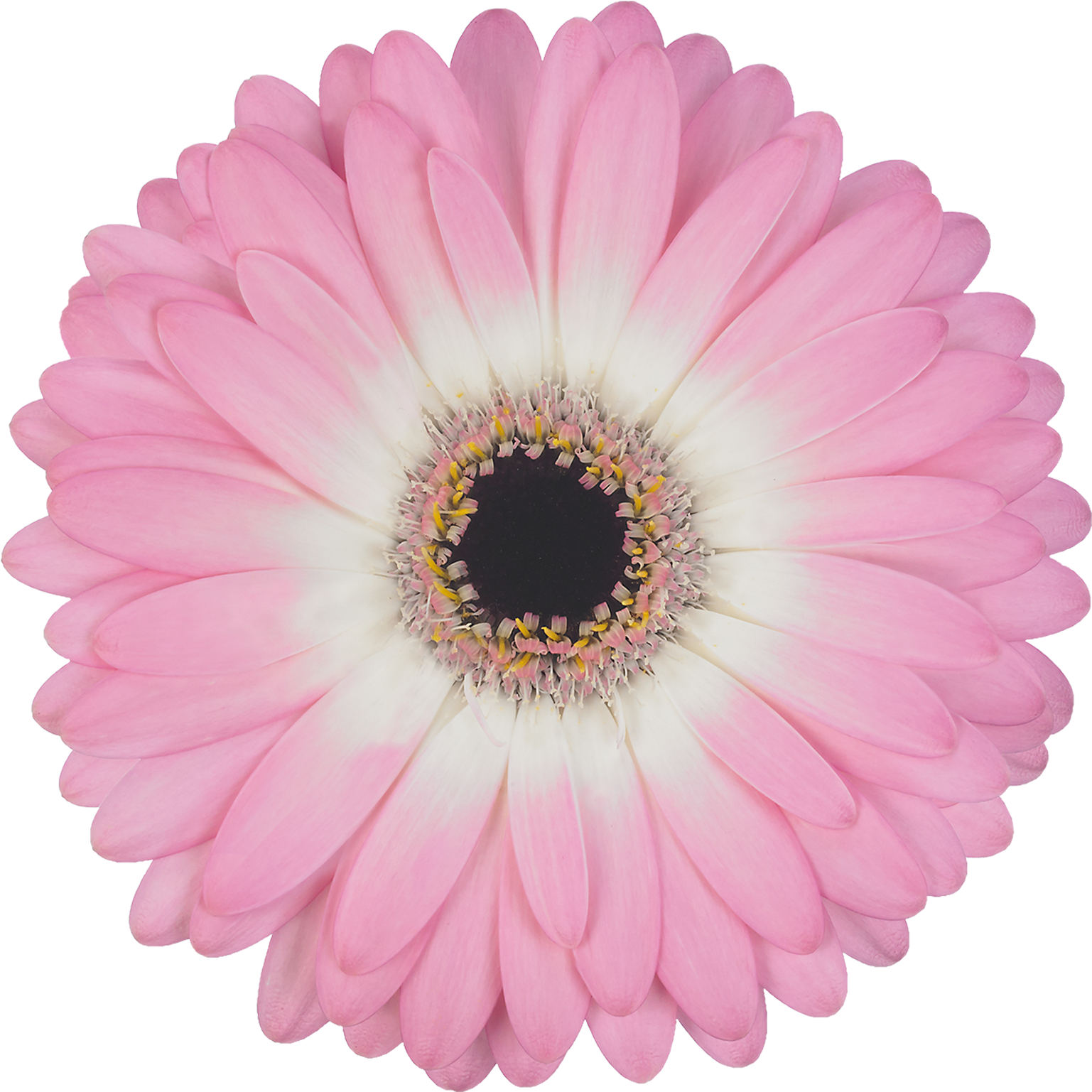 High Resolution Image, Download File - Yamaha R1 Clutch Boss (1772x1772), Png Download