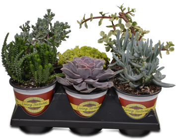 Succulent Starters - Succulent Plant (375x375), Png Download