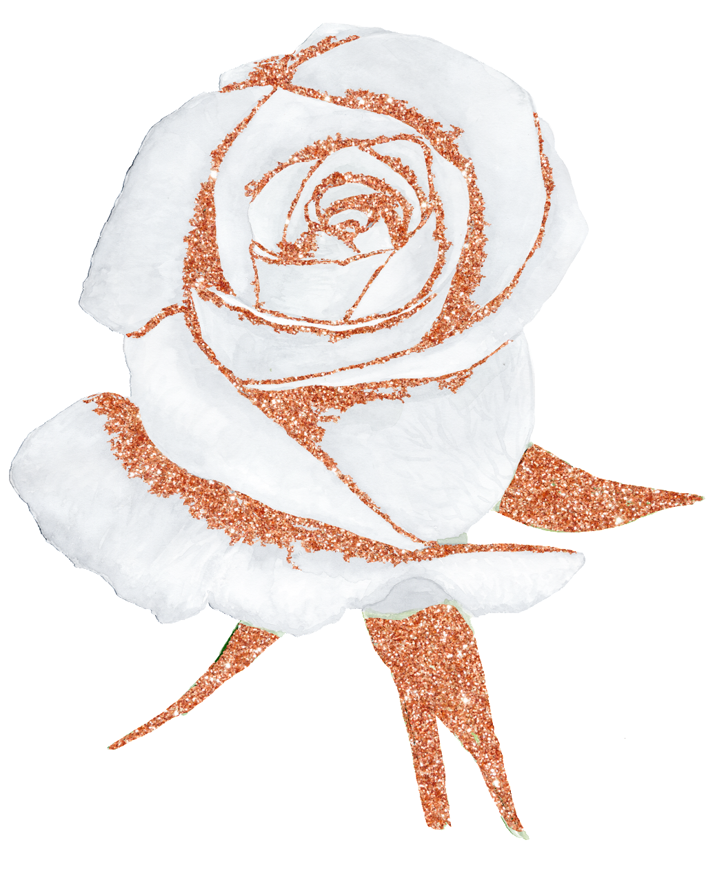 Hand Painted A White Rose Png Transparent Free Download - Portable Network Graphics (1024x1276), Png Download