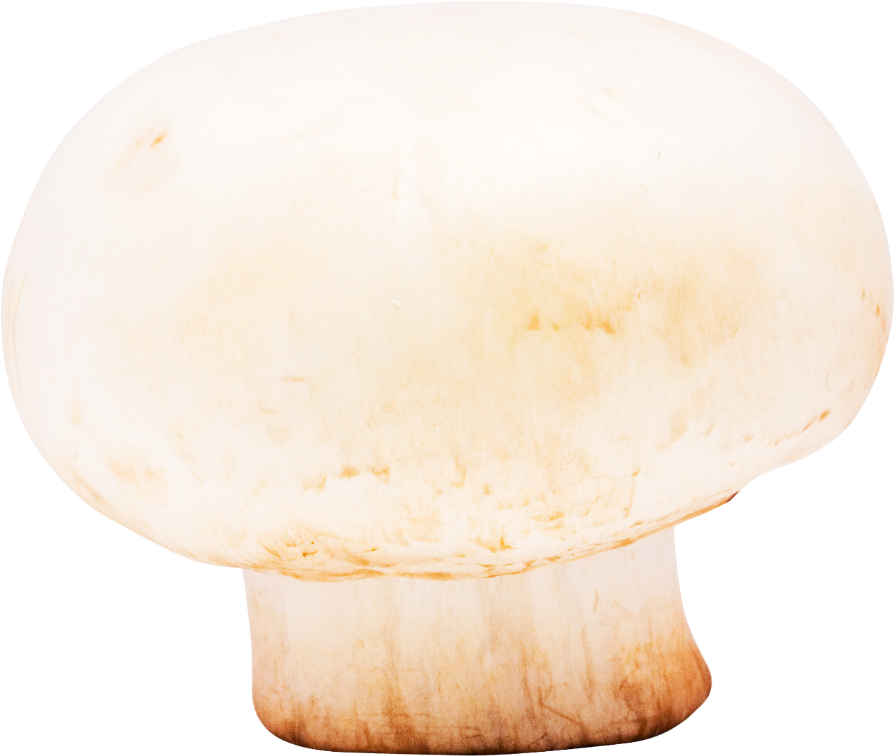 Download Mushroom Png Image - Wood (500x423), Png Download
