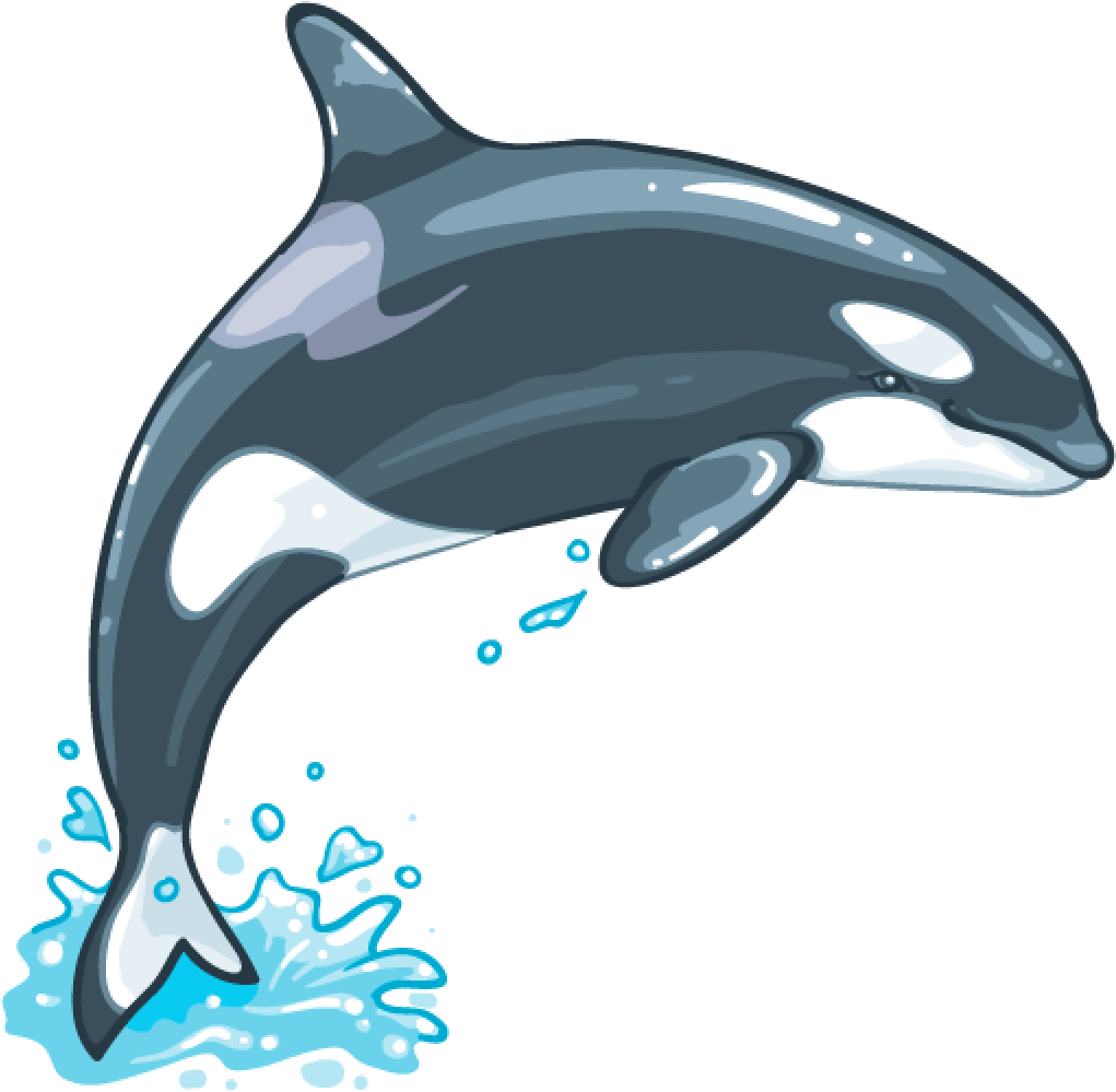 Killer Whale Png File - Killer Whale Png (1024x1024), Png Download