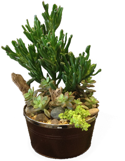 Succulent Garden - Kentucky (600x600), Png Download