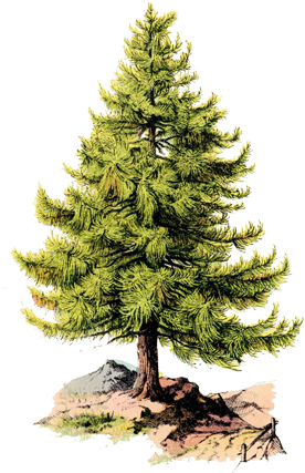 Pine Tree - Pine Tree Illustration Vintage (573x437), Png Download