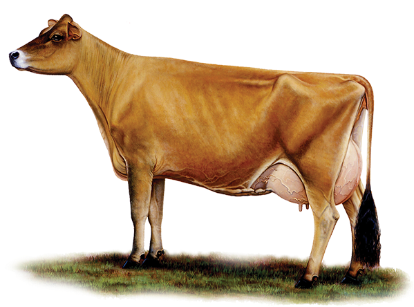 download black and white download home cheese artisan swartberg jersey cattle png image with no background pngkey com jersey cattle png image with no
