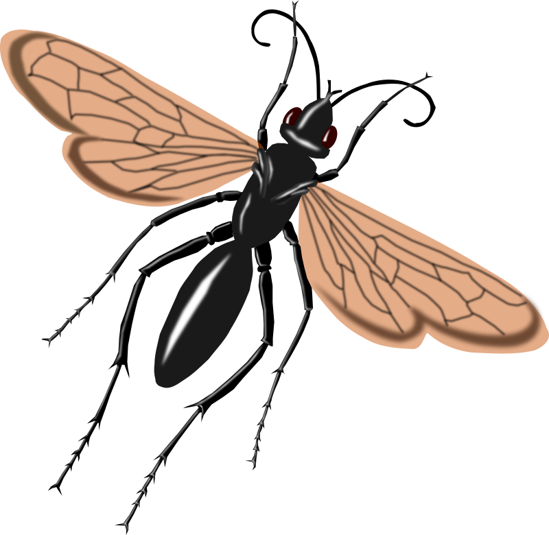 Free To Use & Public Domain Animals Clip Art - Tarantula Hawk Wasp Drawing (800x780), Png Download