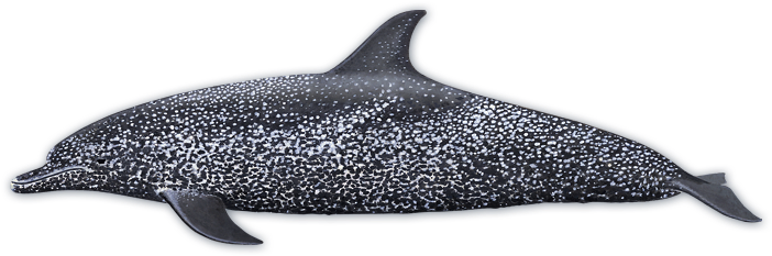 Atlantic Spotted Dolphin - Dolphins With Spots (713x250), Png Download