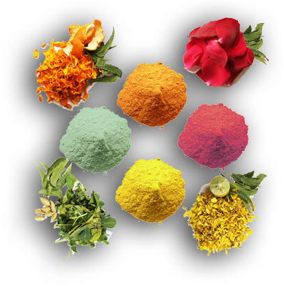 Colors Of Holi - Garden Roses (573x483), Png Download