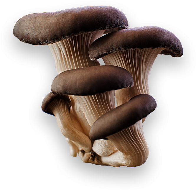 Download - Oyster Mushroom No Background (740x740), Png Download