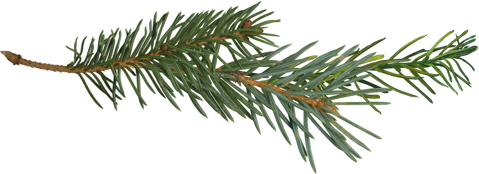 Pine Yahoo Image Search Results Projects To - Pine Tree Branch Png (1600x691), Png Download