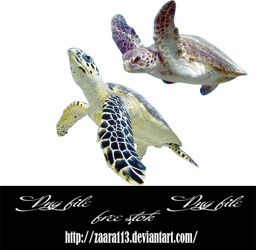 Turtle Png By Nasrzaara - Turtle (500x487), Png Download