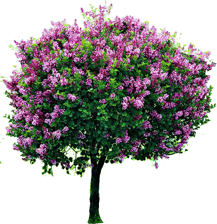 Png Cutout Tree - Syringa Vulgaris Sensation Tree (736x888), Png Download