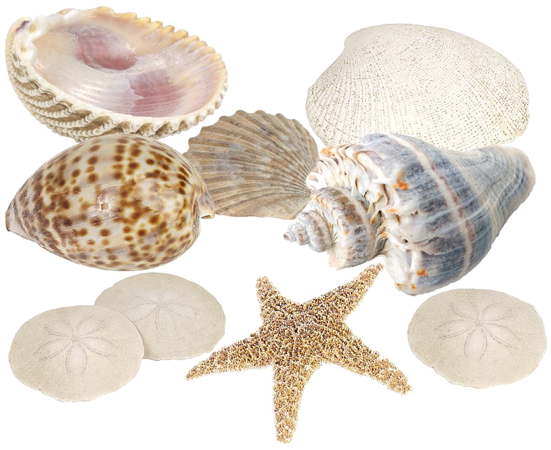 Seashell Download Png Image - Fun With Scavenger Hunts [book] (800x800), Png Download
