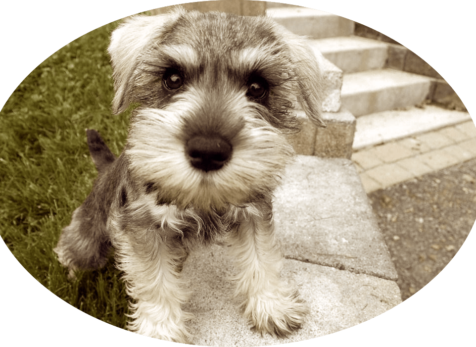 If You Have Decided To Bring A New Animal Into Your - Schnauzer Mini Sal Y Pimienta (962x701), Png Download