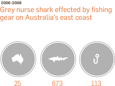 Grey Nurse Sharks - Australia Zoo (385x736), Png Download