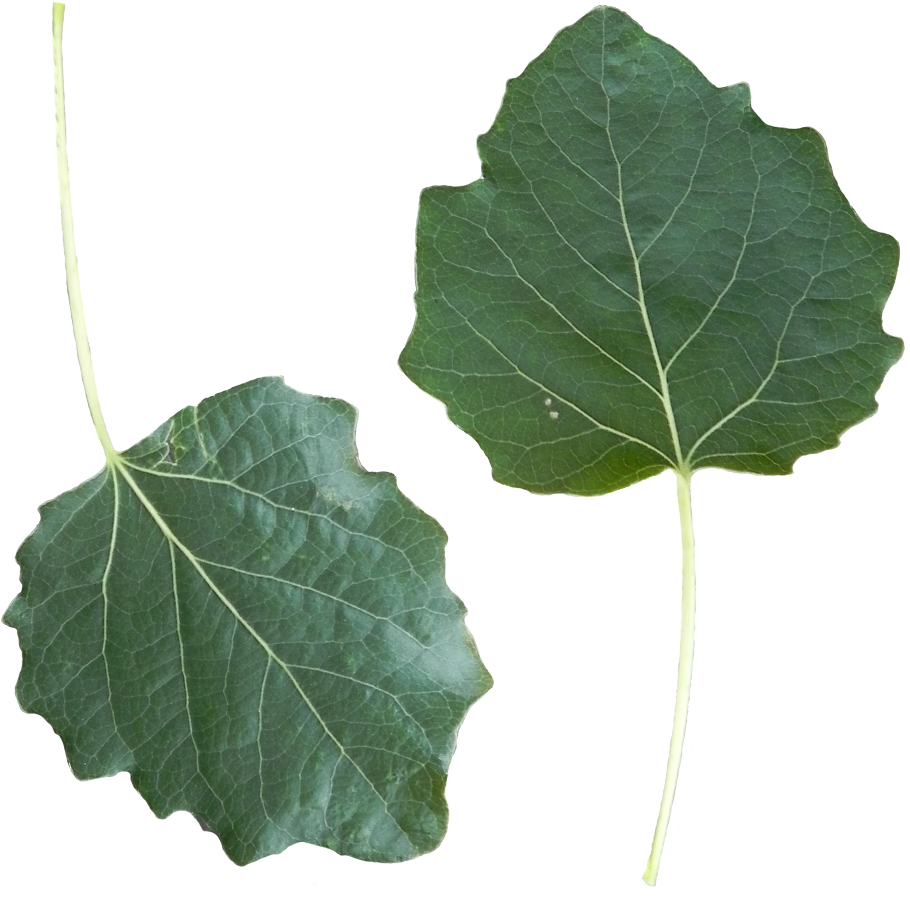 Populus Alba Leaf Front Side - Populus Alba Leaf (1939x1892), Png Download