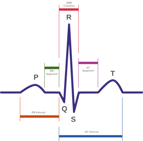 Equipment For Measuring Ecg - Normal Sinus Rhythm (500x493), Png Download