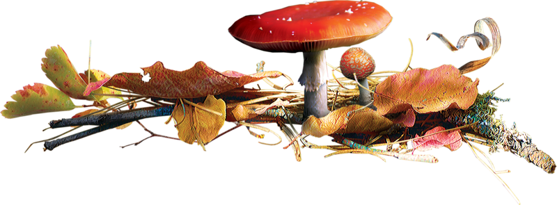 Buscar Con Google - Tube Champignons (800x295), Png Download
