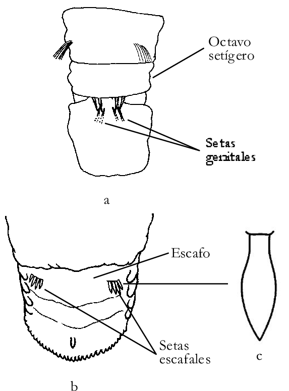 A) Genitales De Capitella Capitata, B) Escafo Y C) - Capitella Capitata (663x821), Png Download