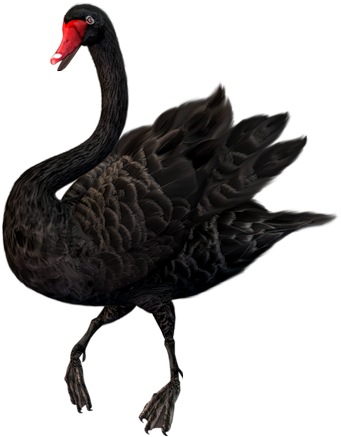 Black Swan Png (380x486), Png Download