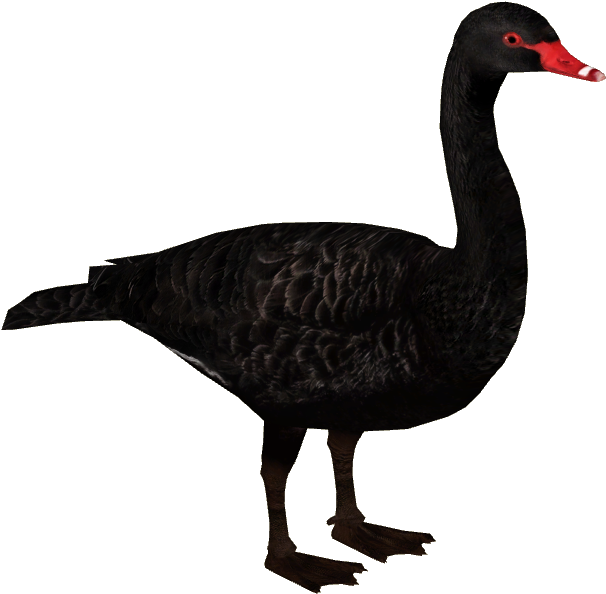 Black Swan - Zoo Tycoon 2 Swan (605x605), Png Download