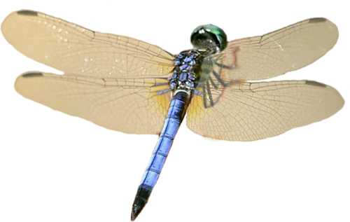 Dragonfly Wings Png For Kids - Dragonfly Transparent Background (500x317), Png Download