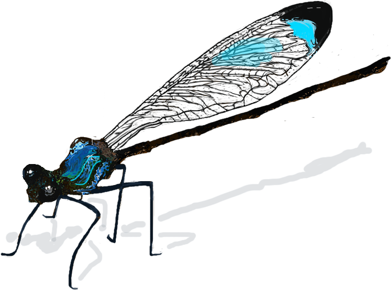 Dragonfly Wings Png Download - Damselfly Drawing (968x796), Png Download