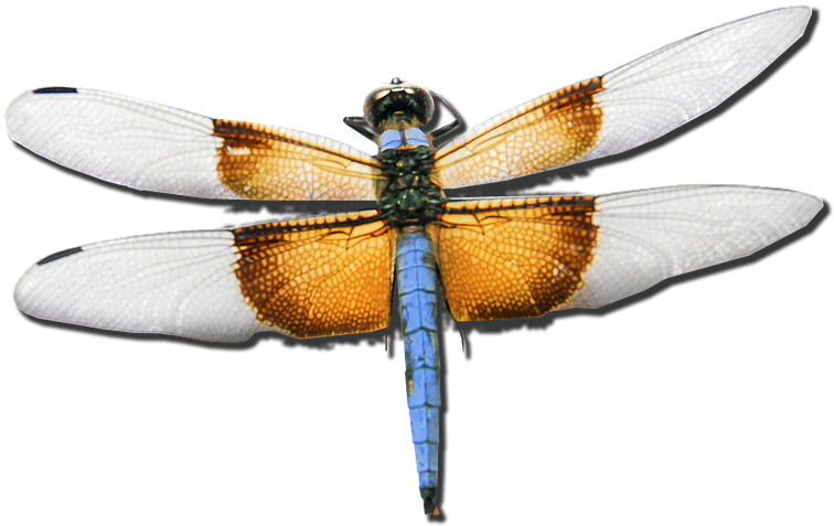 Dragonfly Skimmer Bug Insect Nature - Yusufçuk Png (960x720), Png Download