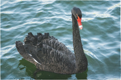 Peaceful Black Swan Cotton Linen Wall Tapestry - The Black Swan (500x500), Png Download