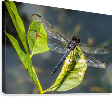 On Crystal Wings Canvas Print - Damselfly (429x371), Png Download
