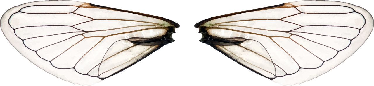 Dragonfly (1280x297), Png Download