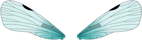 Insect Wings Png - Bug Wings Clipart - Free Transparent PNG Download ...