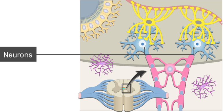 An Image Inside The Cns Showing The Neuron Support - Support Cells Of A Neuron (770x387), Png Download