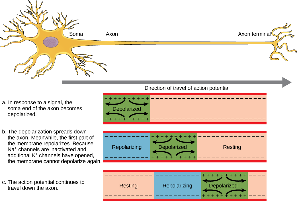 Figure 35 02 - Axon Neuron Action Potential (1043x727), Png Download