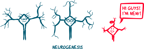 Contrast This With The Prefrontal Cortex - Graphic Design (614x232), Png Download