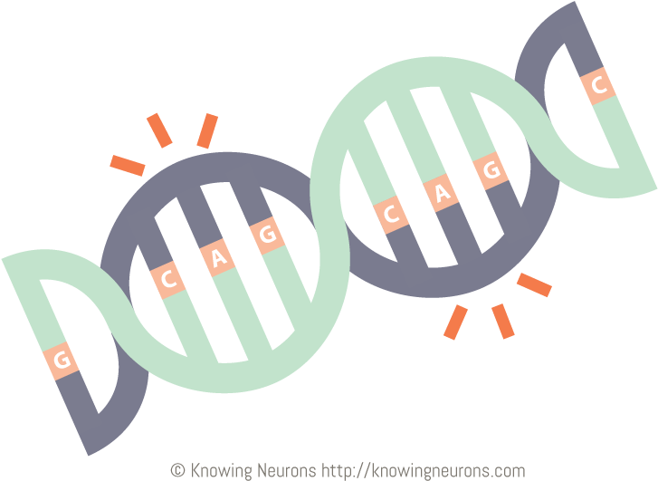 Cag Repeats By Knowing Neurons - Mutation (750x540), Png Download