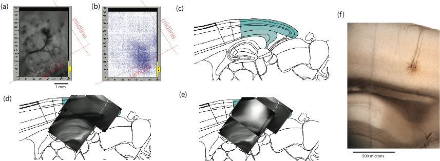 Image (intrinsic Imaging To Find A Parallel V1 Slice - Sketch (902x380), Png Download