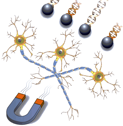 Transfection Reagent For Neurons - Neuron (527x538), Png Download