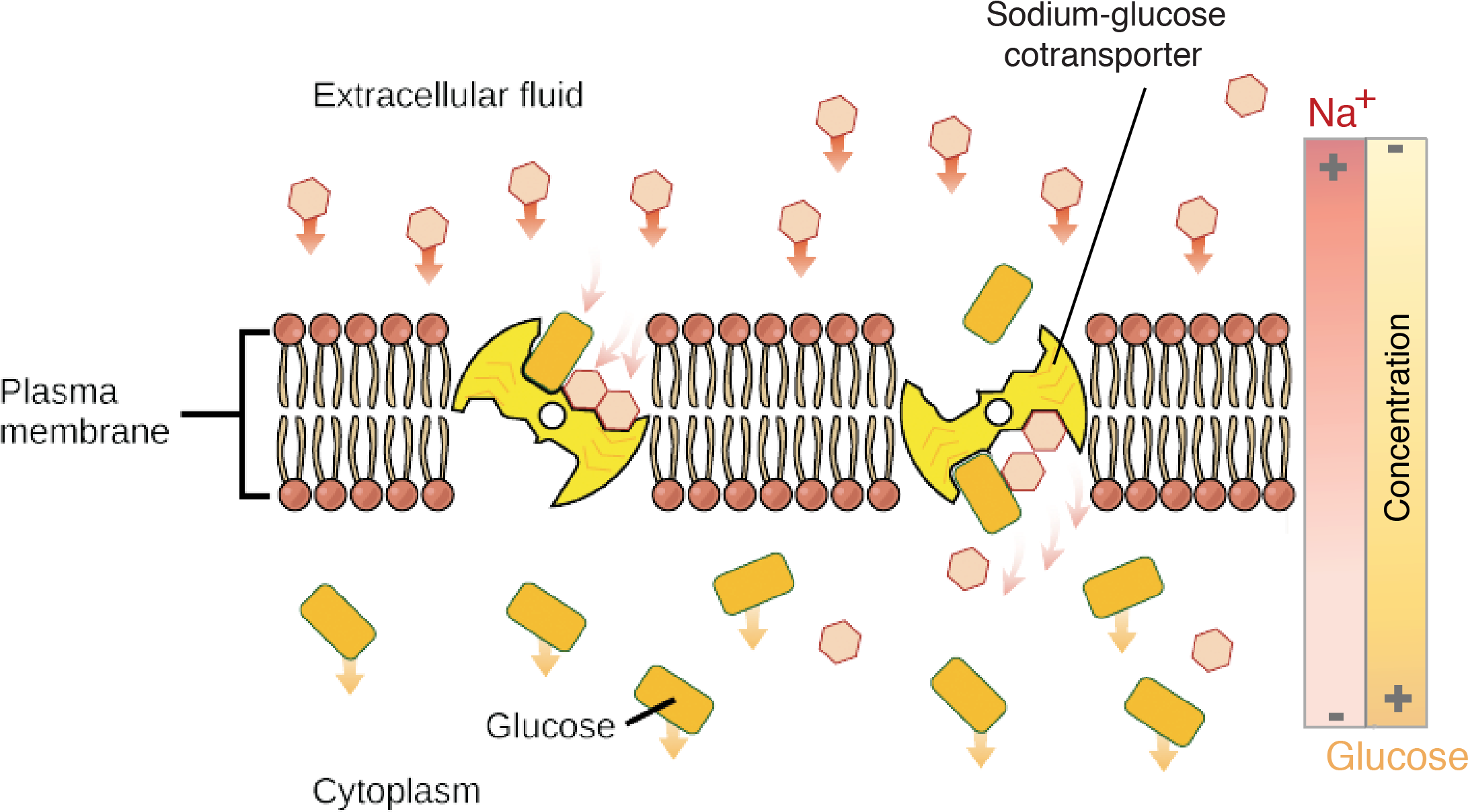 Sodium-glucose Pump - Transporte Activo De La Membrana (2244x1269), Png Download