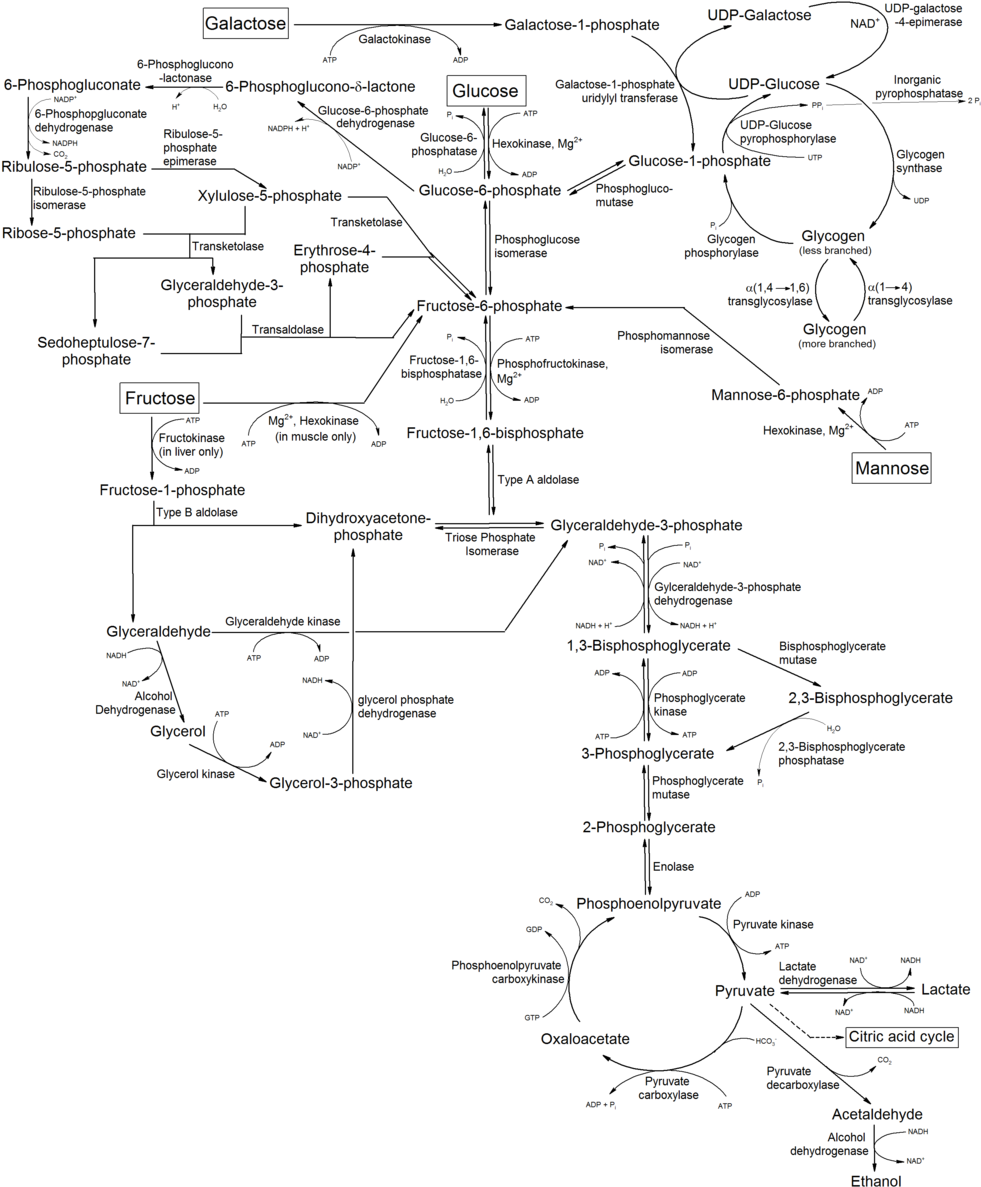Metabolism Of Common Monosaccharides And Some Biochemical - Metabolism Of Common Monosaccharides (1000x1213), Png Download