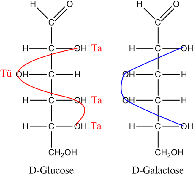 Difference Between Glucose And Galactose - Glucose Tatütata (663x600), Png Download