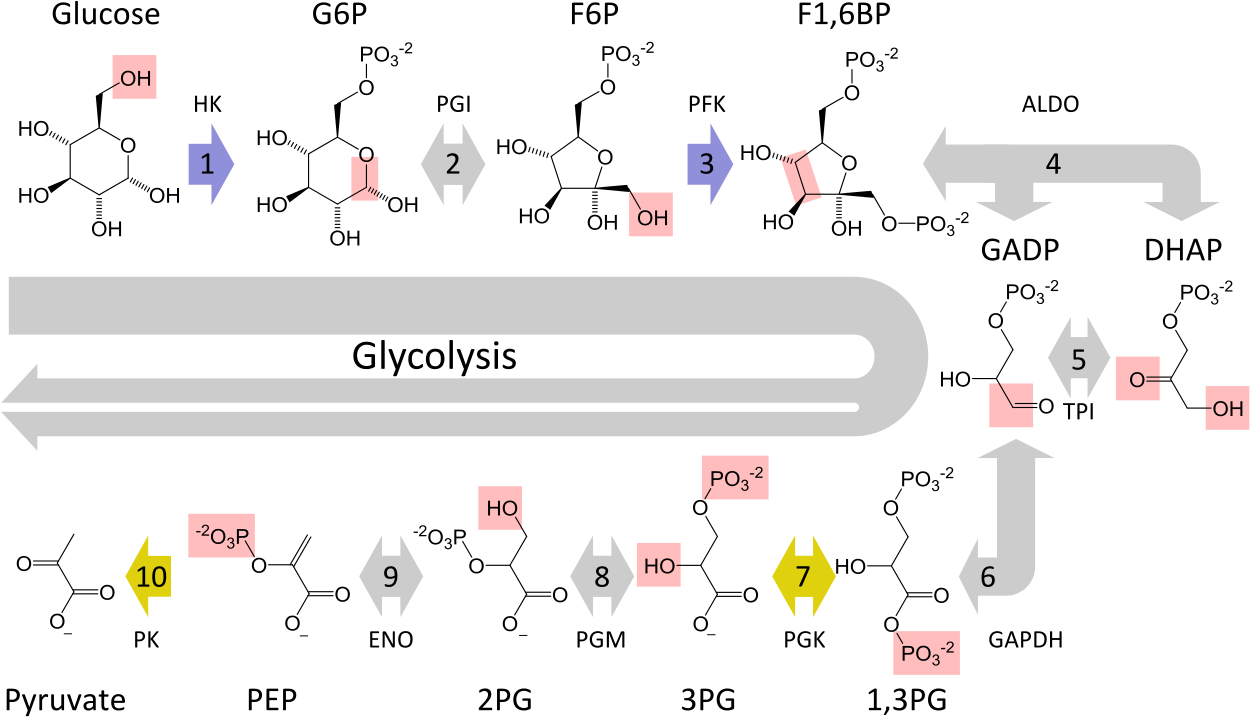 The Metabolic Pathway Of Glycolysis Converts Glucose - Steps Of Glycolysis (1280x761), Png Download