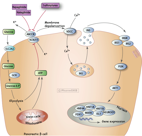 Download Antidiabetic Drug Potassium Channel Inhibitors Pathway, Insulin Secretion Pathway