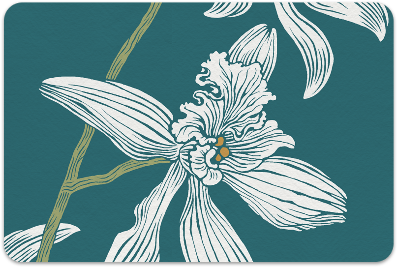 White Orchid Single Copy - Moth Orchid (866x604), Png Download