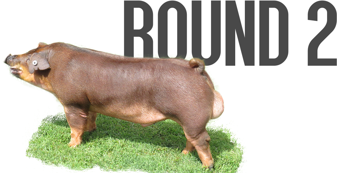 Round 2 - Pre-order - Overrun - Last Call - - Domestic Pig (1131x576), Png Download