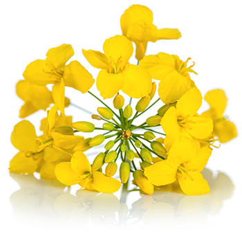 Grains And Oilseed - Canola Flower (350x350), Png Download