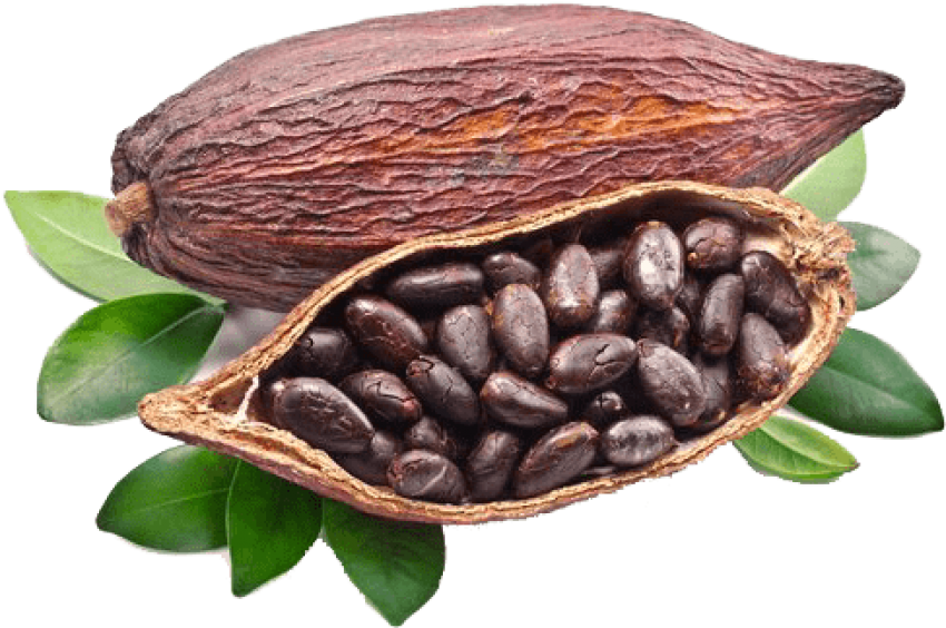 Cocoa Beans Grown Around The World (500x350), Png Download