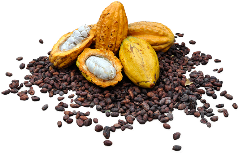 About Us - Cacao Nacional (772x493), Png Download